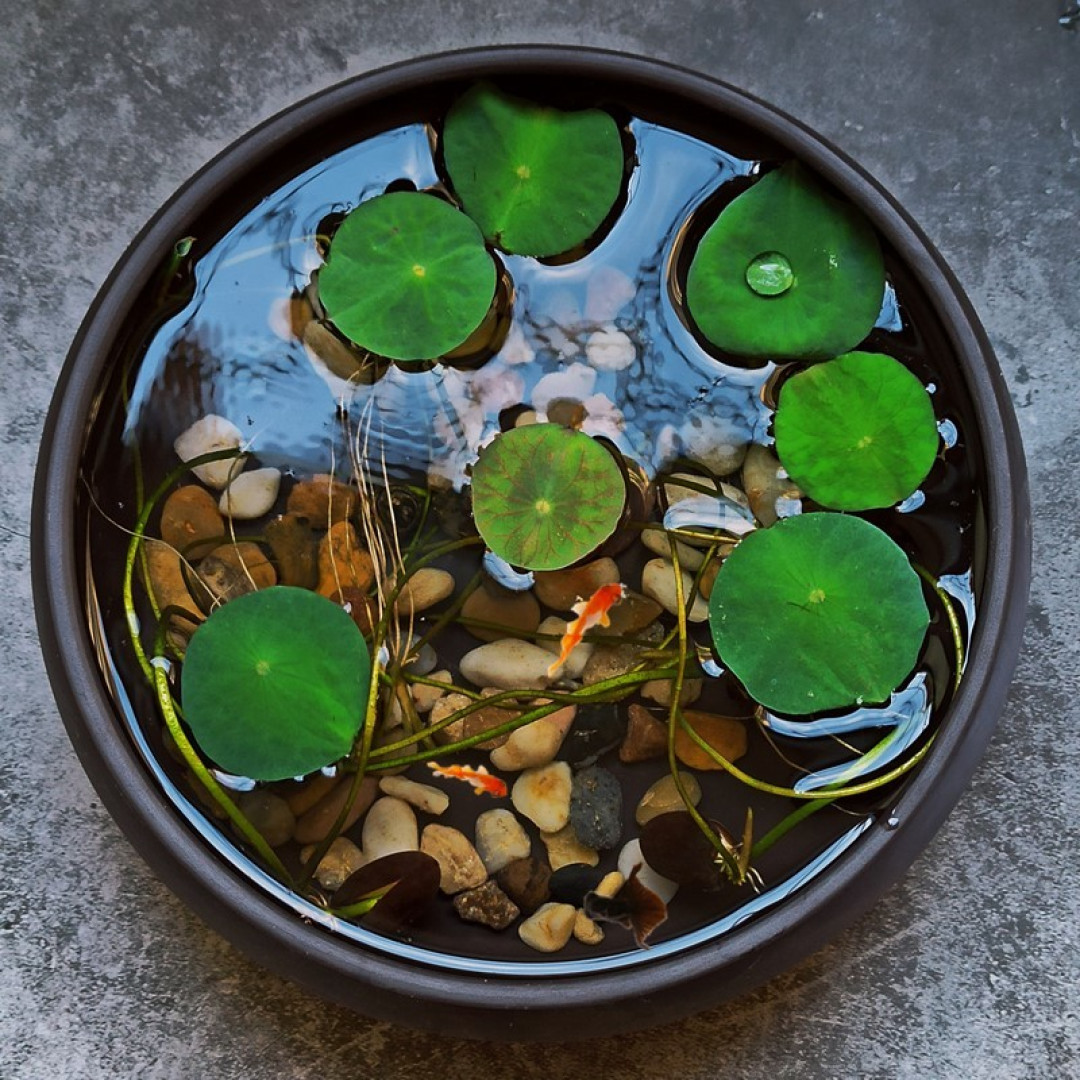 冬季的鱼缸里也可以开出花。｜🍃水世界里的小景观
