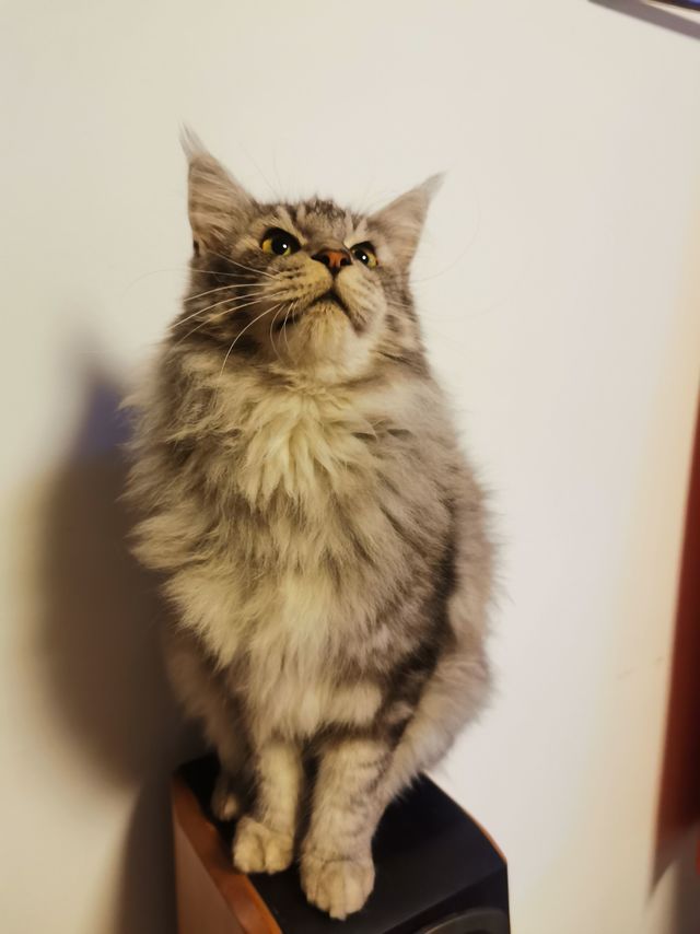 我家猫子最爱法米娜