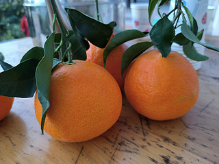 定了，19日爱媛果冻橙终于下树了！