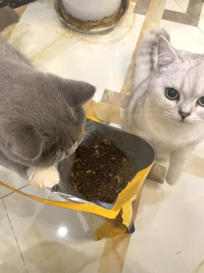 猫粮
