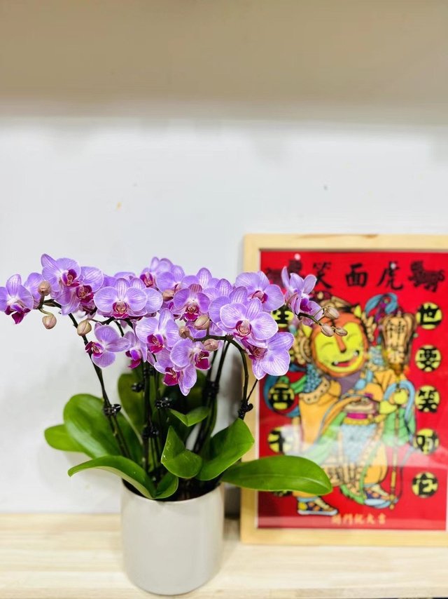 救命！蝴蝶兰也太美了8！
