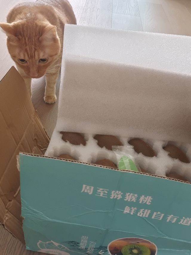 我到底该怎么形容这个猕猴桃好吃！！