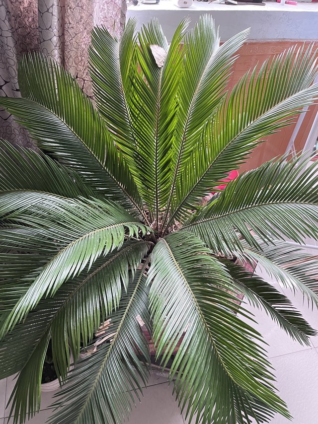 盆栽铁树是真的好看唉！