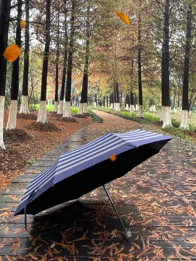 玉桂狗联名防晒伞