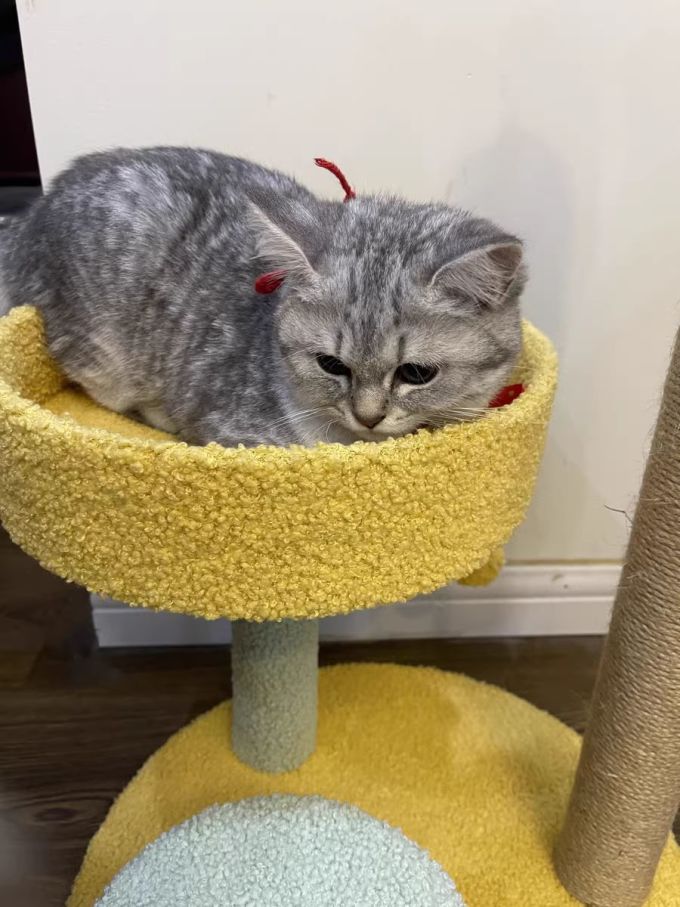 麦德豪猫玩具