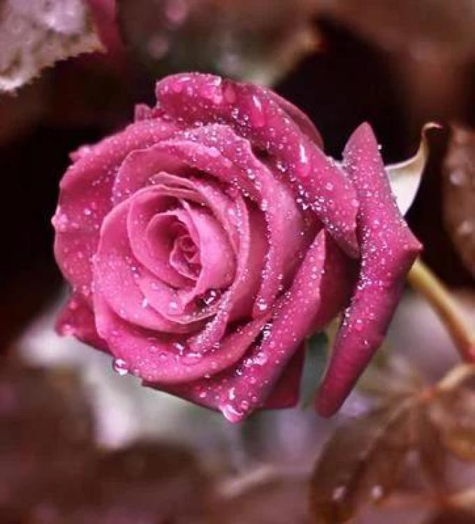 鲜花