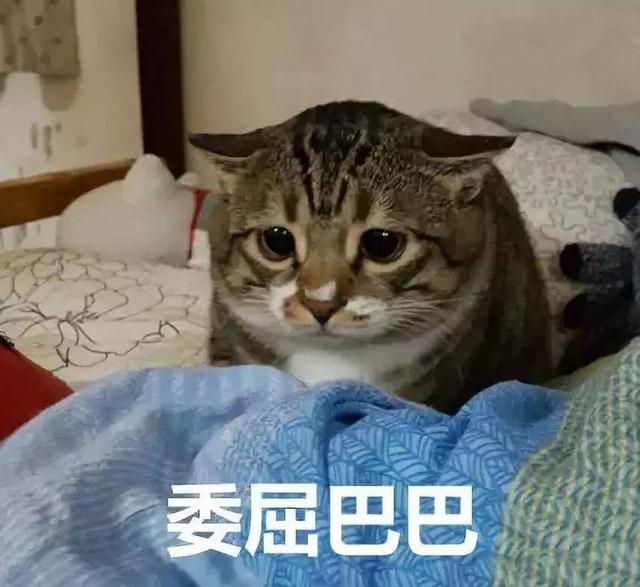 猫届专用名词：蒜瓣毛、母鸡蹲、农民揣...不懂会被喵圈笑话的！