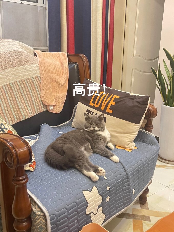 猫咪