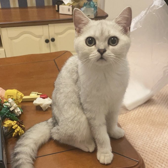 猫咪