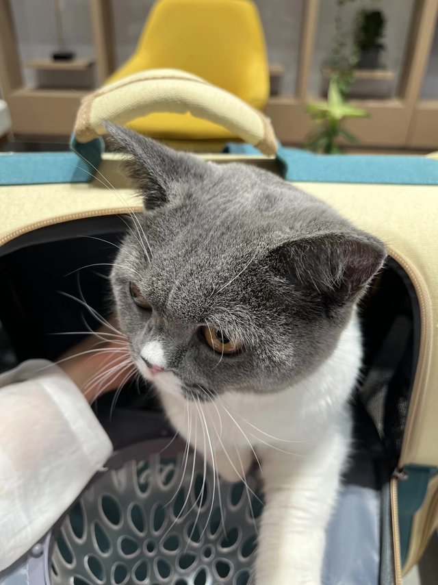 透气大空间的猫包呀