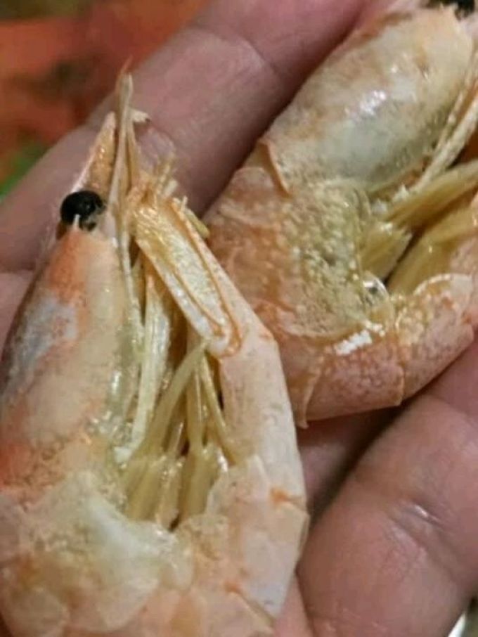 禧美海产虾类