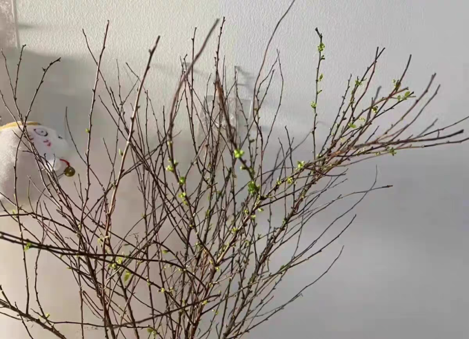 鲜花绿植