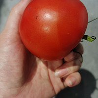 简单好吃的番茄怎么都吃不厌