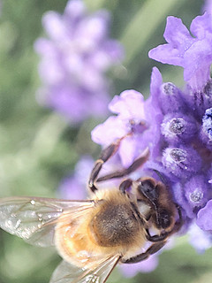 K30pro微距镜头拍的薰衣草和蜜蜂
