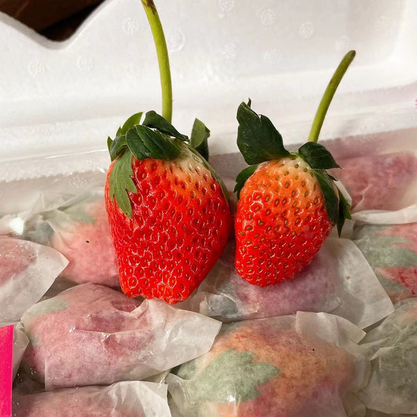 冬日里第一颗草莓，你吃了吗？🍓