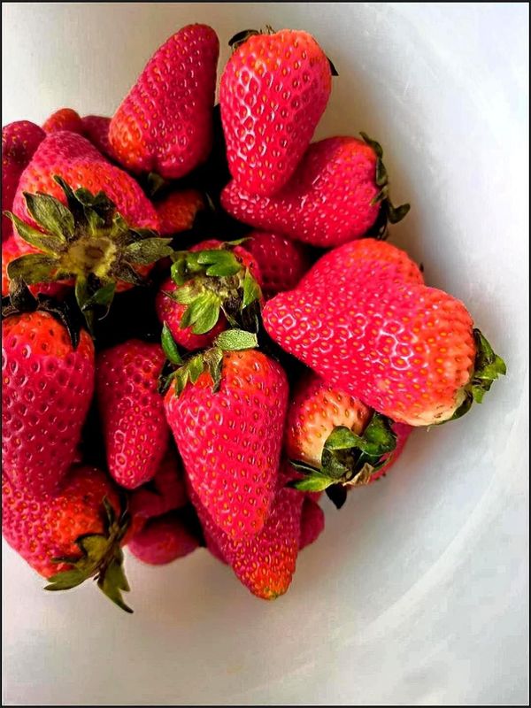 冬天第一颗草莓你吃了吗