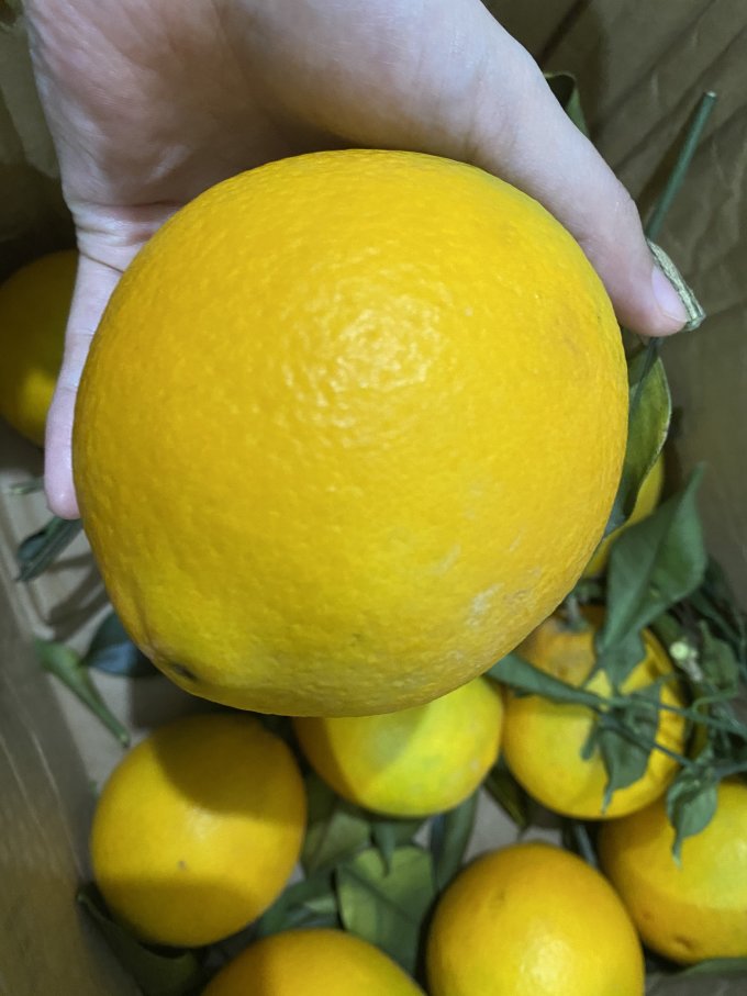 新鲜水果