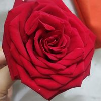 冬日里需要漂亮的玫瑰花呀！