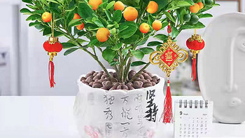 金桔树盆栽带果花卉植物室内易活绿植桌面招财小橘子树盆景年宵花