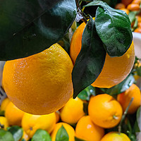 橙味十足的橙子吃了吗？
