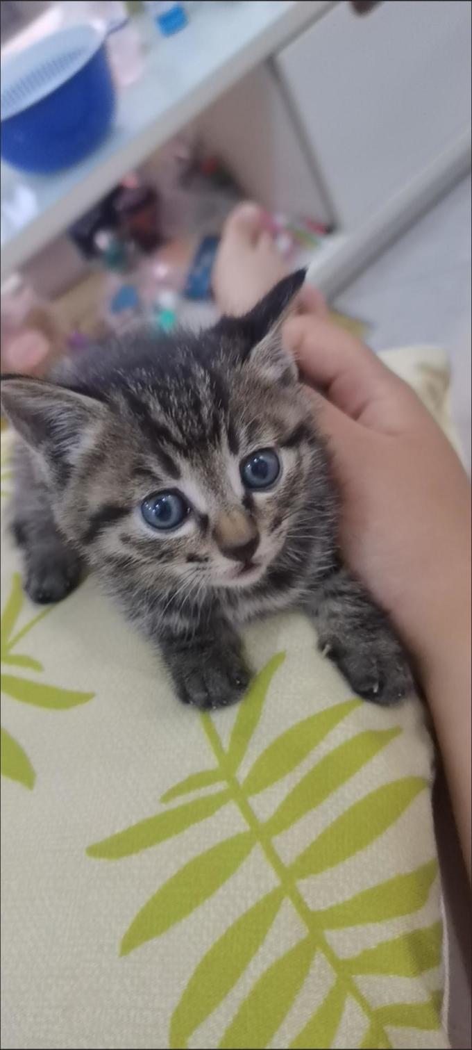 澳泰克猫砂