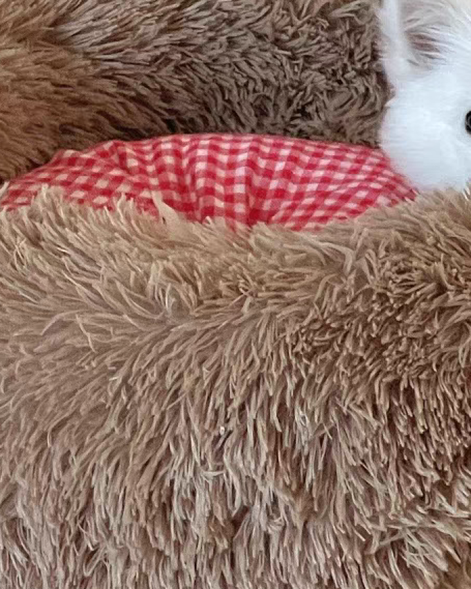 宠宠爱睡觉猫狗窝