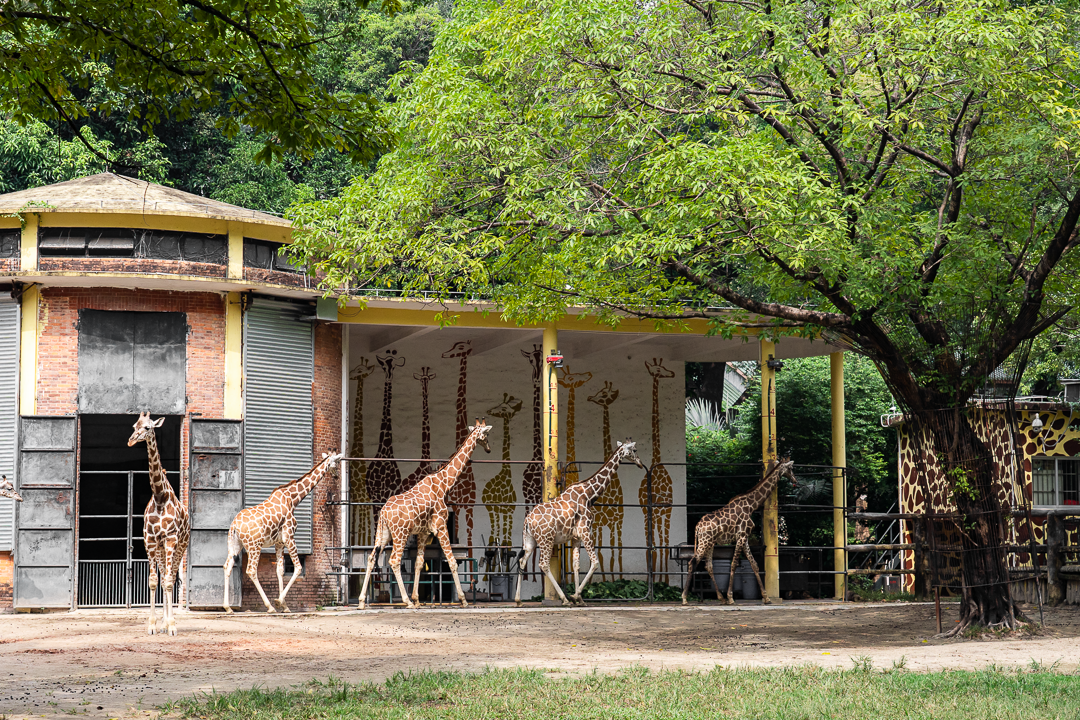64岁的广州动物园，原来是「受伤」动物的快乐养老院