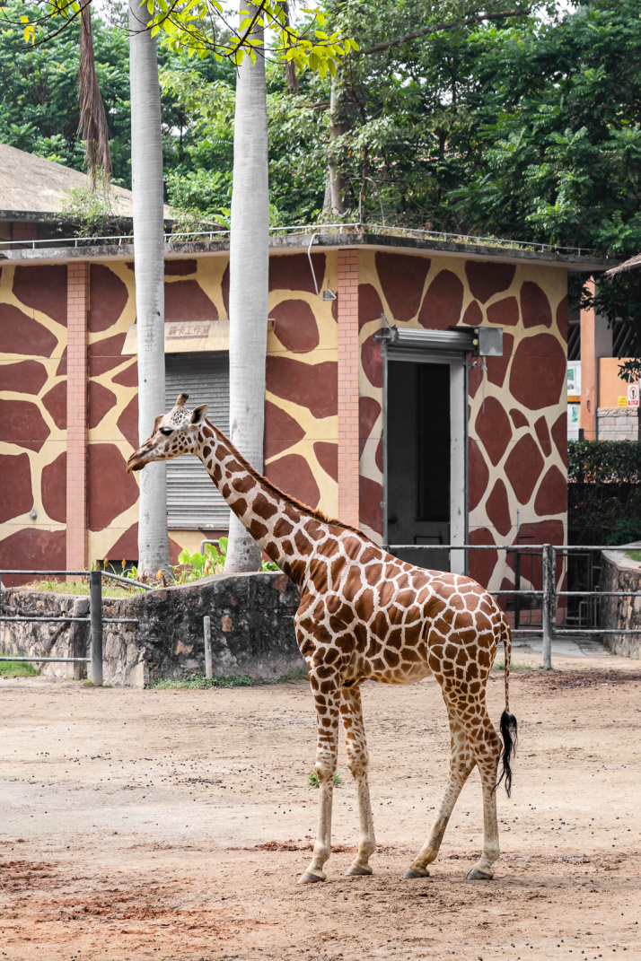 64岁的广州动物园，原来是「受伤」动物的快乐养老院