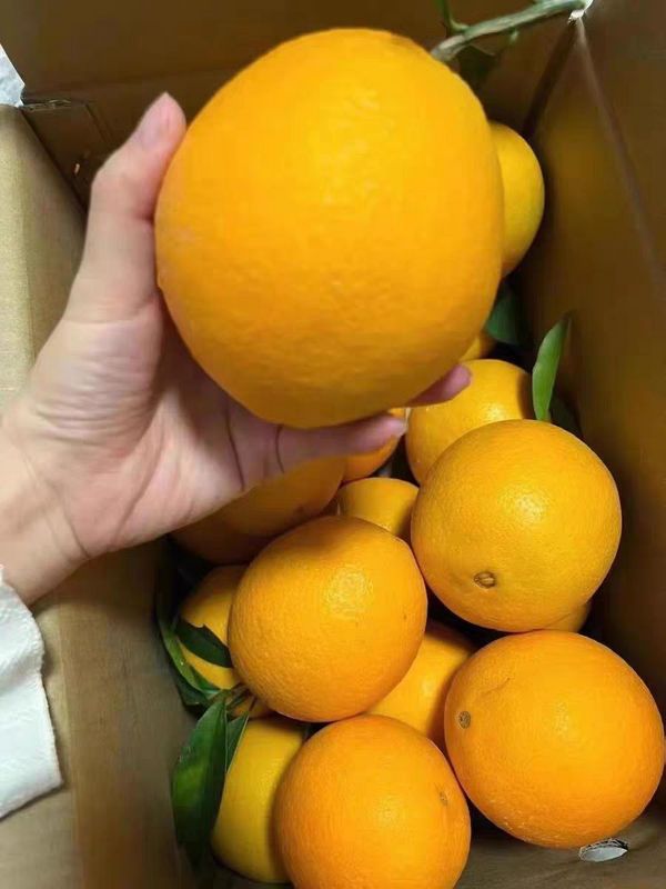 京东自营的脐橙