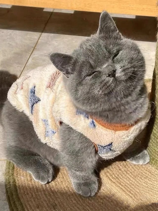 可可爱爱的蓝猫娃娃