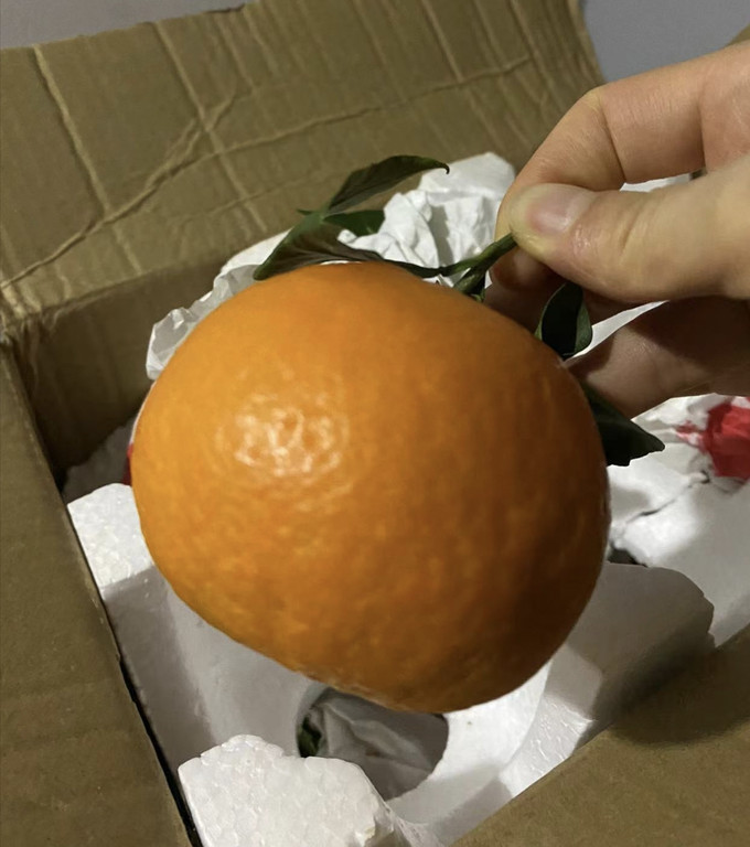 康乐欣橙子