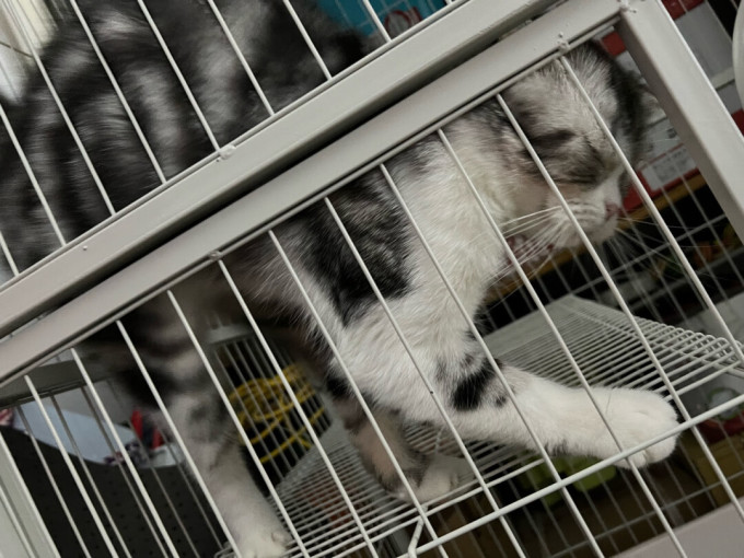 猫咪干粮