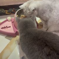 营养也很丰富，适合要长肉的猫。而且猫粮里