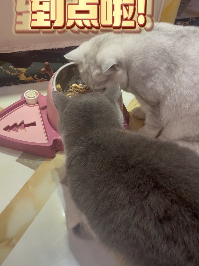 营养也很丰富，适合要长肉的猫。而且猫粮里