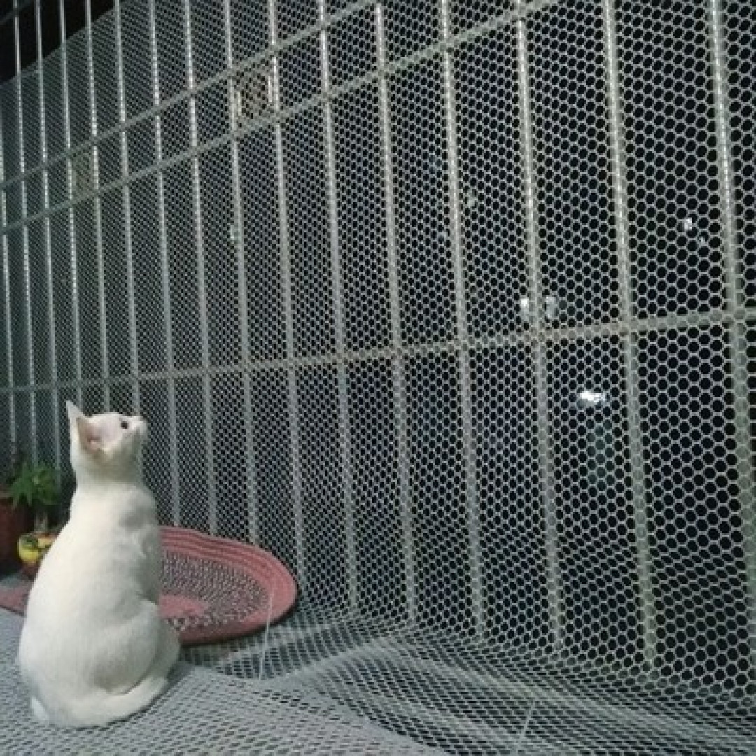 养猫前需要准备哪些东西？