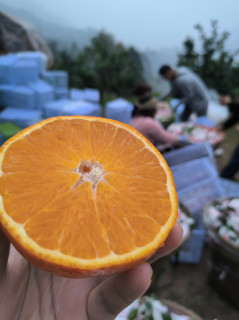 陕西周至仓发货，不是假货哦！