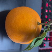 爱媛果冻橙！