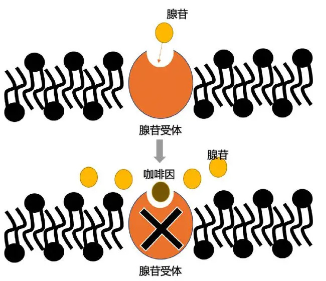 为什么提神就要喝咖啡?首先你要弄懂这些问题!