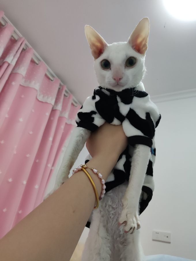 贝欧猫咪服饰