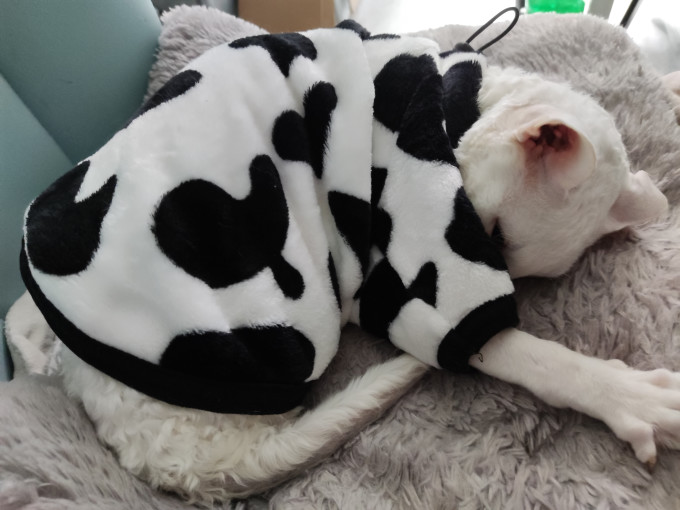 贝欧猫咪服饰