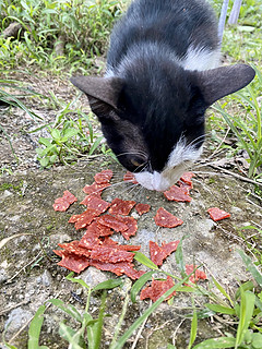 偶遇一只骨瘦如柴的小野猫还好有猪肉脯！