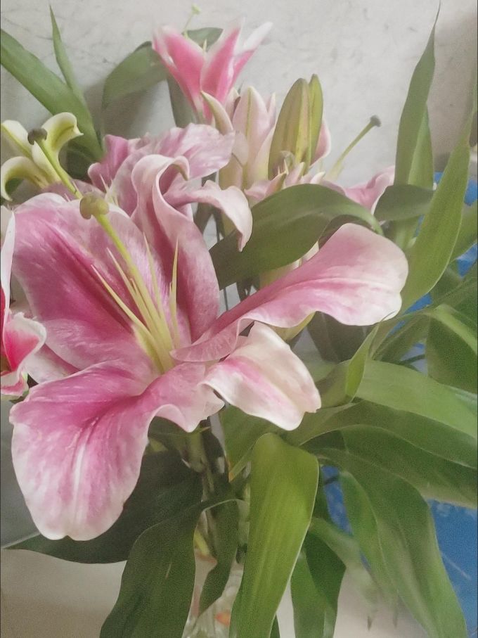 鲜花