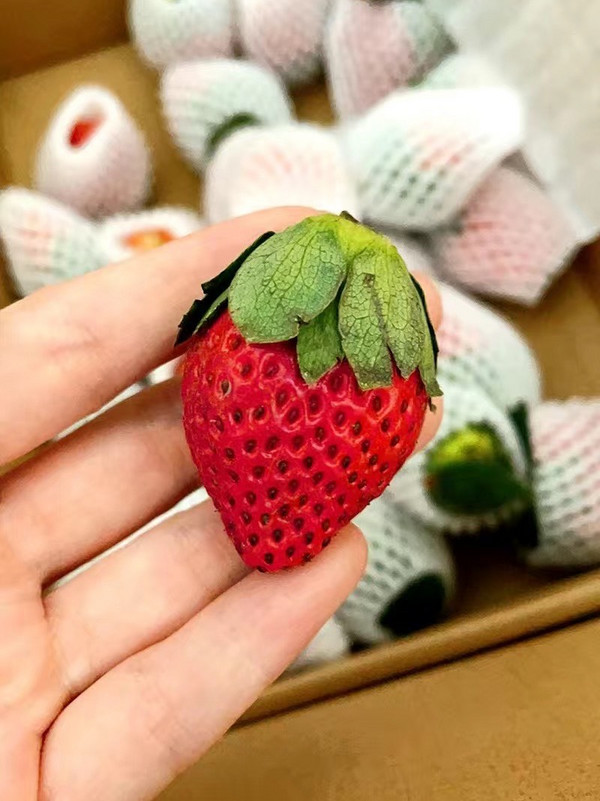 今年冬天第一次买的草莓