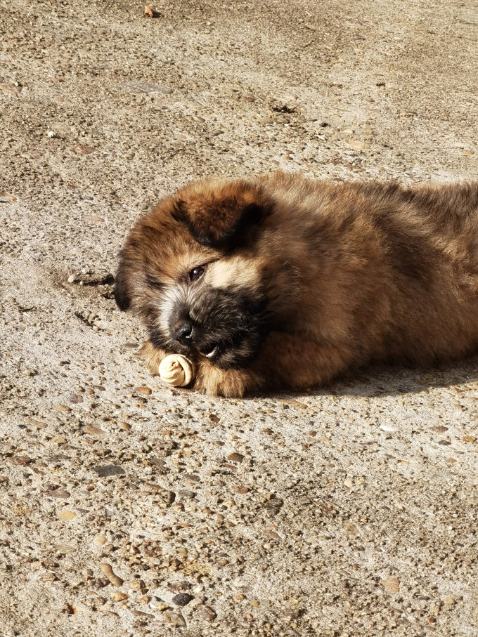 猫咪磨牙洁齿