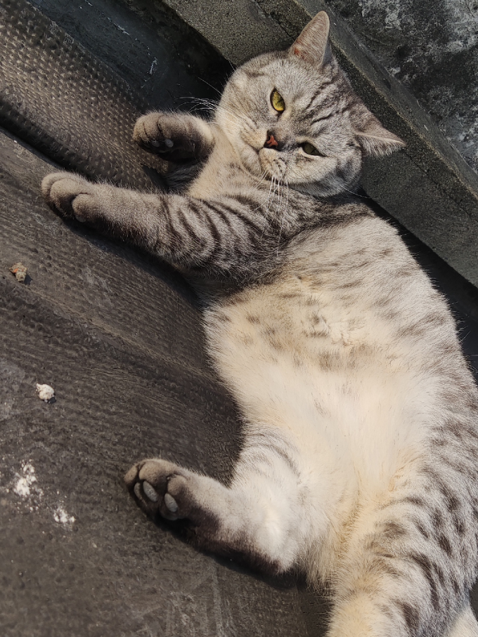 彼悦猫粮