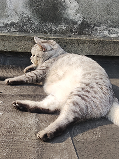 猫零食囤着爽，一直囤一直爽。