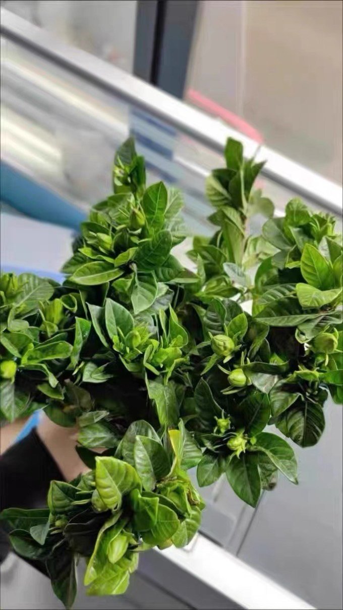 鲜花绿植