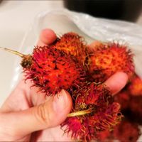 酸甜可口的“毛荔枝”