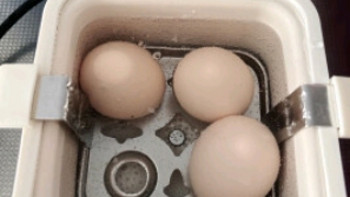 煮蛋🥚器，早上要吃一个蘸盐水煮蛋