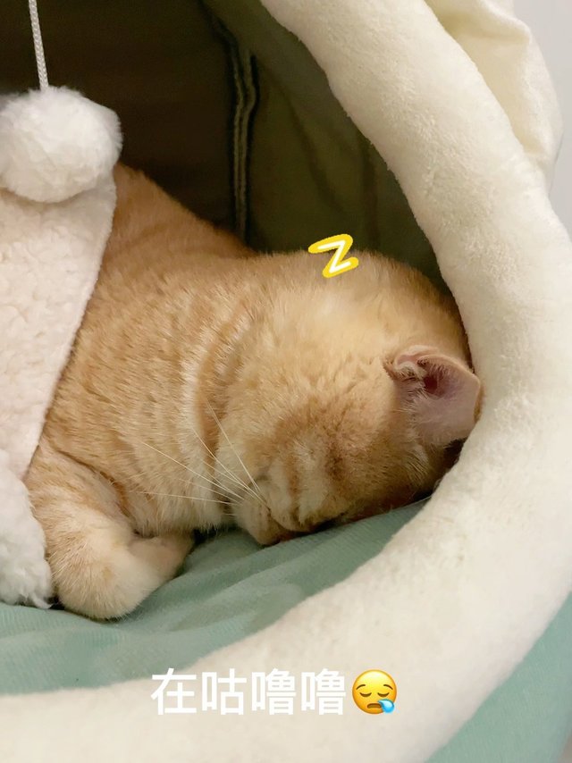 19💰大橘又在窝窝里打咕噜了